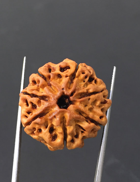7 Mukhi Certified Nepali Rudraksha Size- 23.4 mm